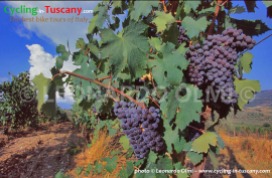 Italy, Tuscany, grapes